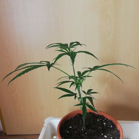 LSD #2 growlog timeline photo