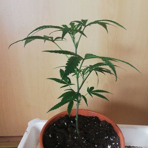 LSD #2 growlog timeline photo