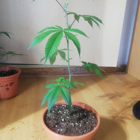 Kosher Tangie #1 growlog timeline photo
