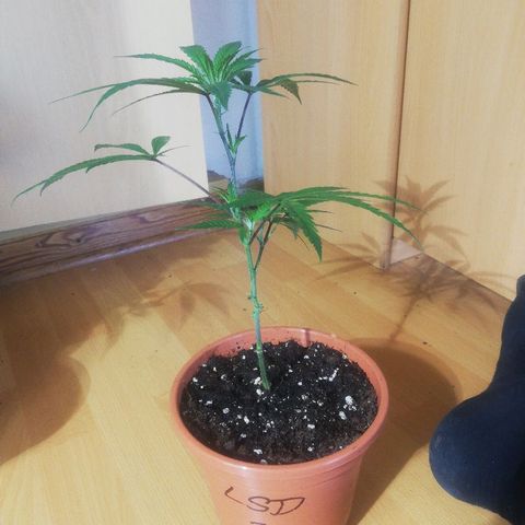 LSD #2 growlog timeline photo