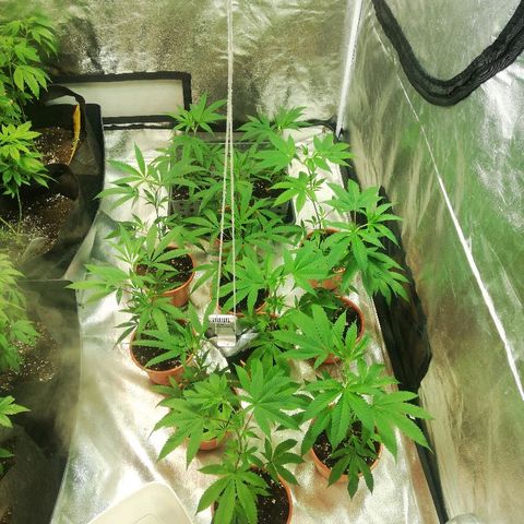 LSD #2 growlog timeline photo