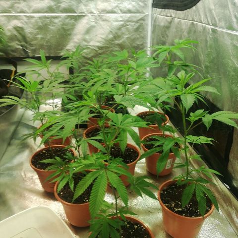 LSD #2 growlog timeline photo