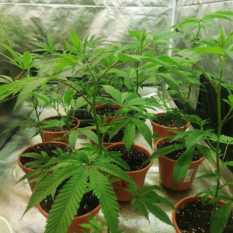LSD #2 growlog timeline photo