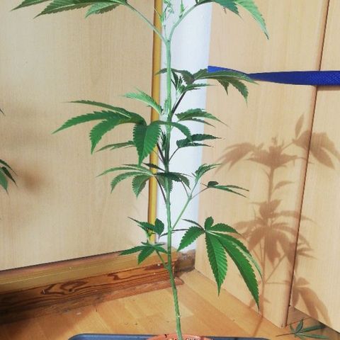 Kosher Tangie #1 growlog timeline photo