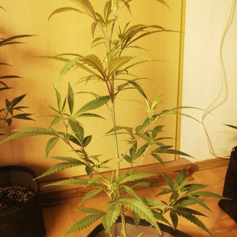 LSD #2 growlog timeline photo