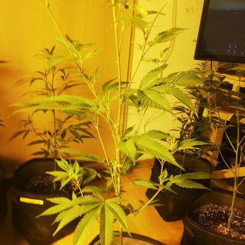 Kosher Tangie #1 growlog timeline photo