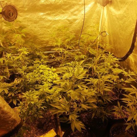 LSD #2 growlog photo: Flowerday