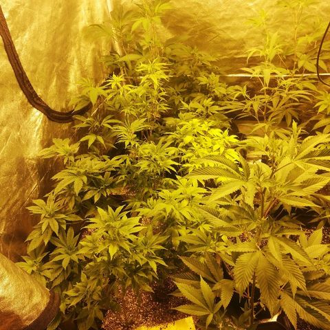 LSD #2 growlog timeline photo