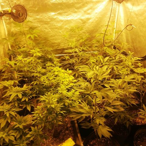LSD #2 growlog timeline photo
