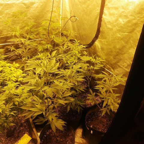 LSD #2 growlog photo: Flowerday