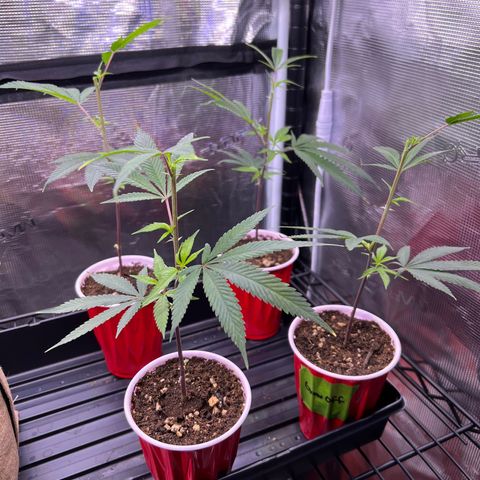 Mandarin Butter #1 growlog photo: After Topping and Pruning