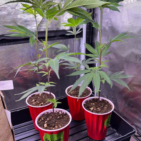 Mandarin Butter #1 growlog photo: Before tipping and pruning