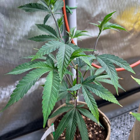 Mandarin Butter #1 growlog timeline photo