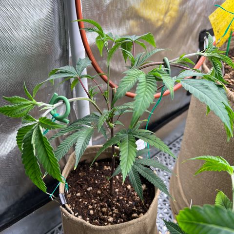 Mandarin Butter #1 growlog photo: After training