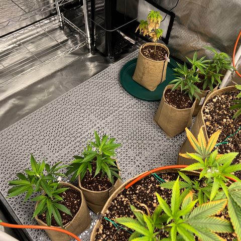 Mandarin Butter #1 growlog timeline photo