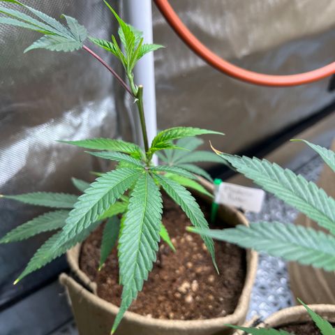 Mandarin Butter #1 growlog timeline photo