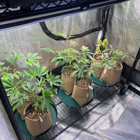 Mandarin Butter #1 growlog timeline photo