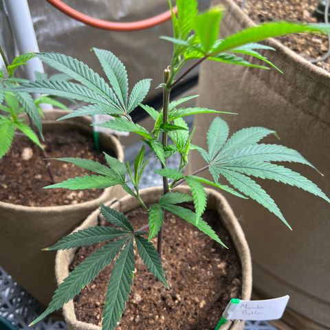 Mandarin Butter #1 growlog timeline photo