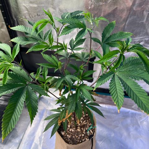 Mandarin Butter #1 growlog timeline photo