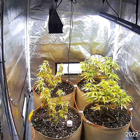 Mandarin Butter #1 growlog timeline photo