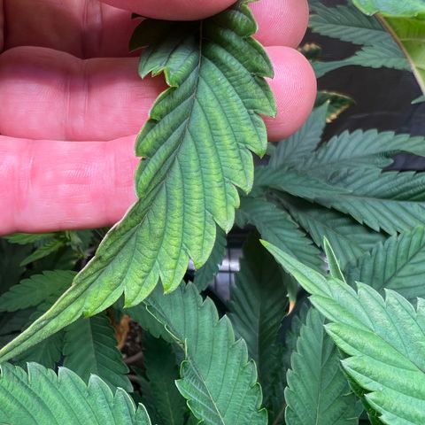 Mandarin Butter #1 growlog timeline photo