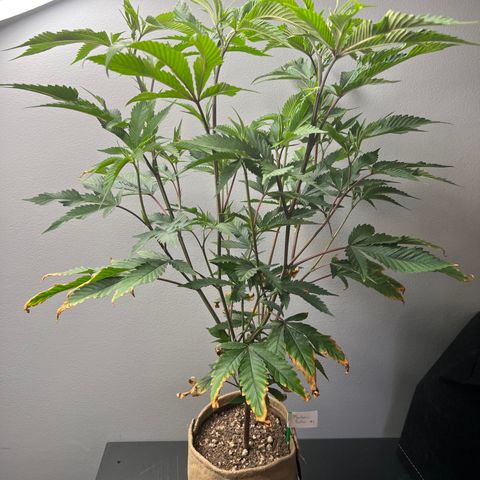 Mandarin Butter #1 growlog photo: Before trim