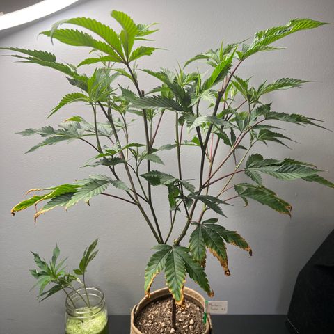 Mandarin Butter #1 growlog photo: After trim