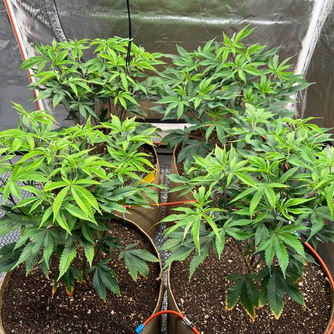 Mandarin Butter #1 growlog timeline photo
