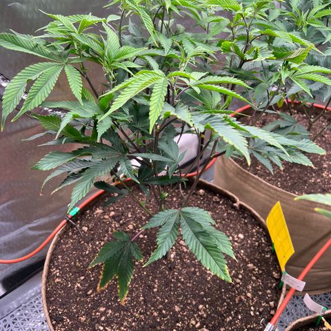 Mandarin Butter #1 growlog timeline photo