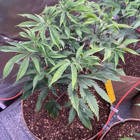 Mandarin Butter #1 growlog timeline photo