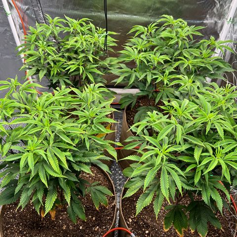Mandarin Butter #1 growlog photo: Before trellis