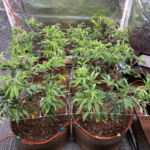 Mandarin Butter #1 growlog photo: After trellis