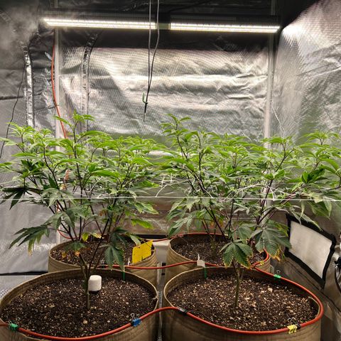Mandarin Butter #1 growlog timeline photo