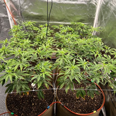 Mandarin Butter #1 growlog timeline photo