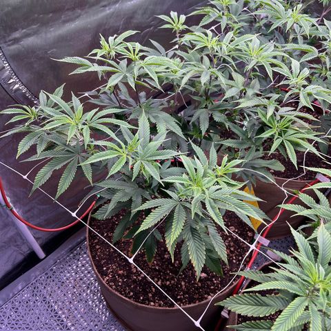 Mandarin Butter #1 growlog timeline photo