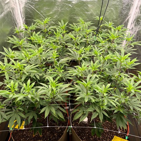 Mandarin Butter #1 growlog timeline photo