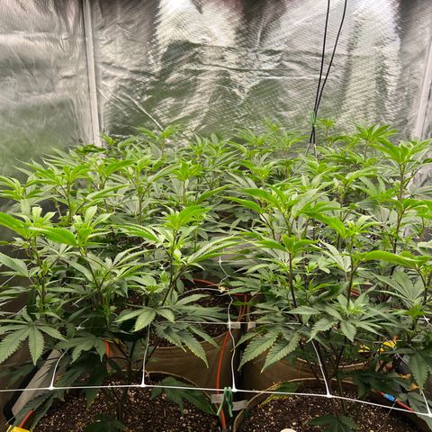 Mandarin Butter #1 growlog timeline photo
