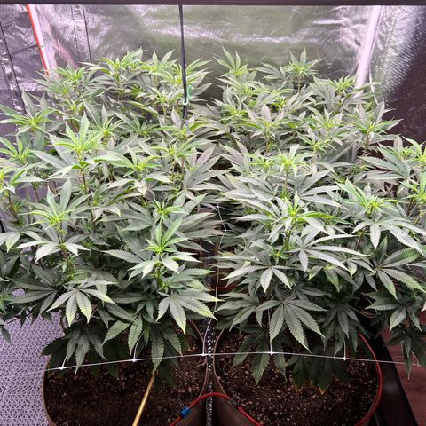 Mandarin Butter #1 growlog timeline photo