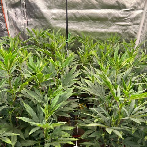 Mandarin Butter #1 growlog photo: Extra perky