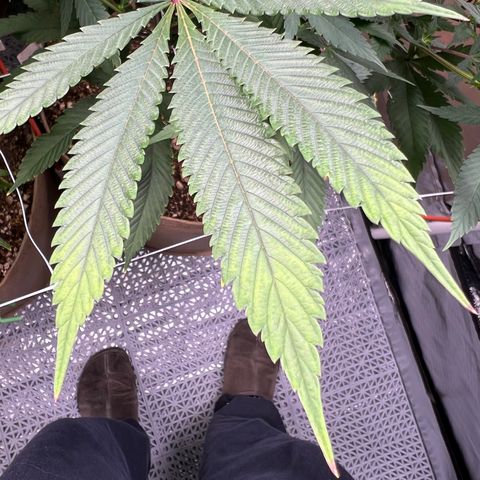 Mandarin Butter #1 growlog photo: Mid plant leaf tip yellowing 