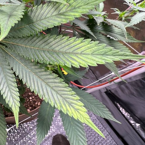 Mandarin Butter #1 growlog photo: Mid plant leaf tip yellowing 
