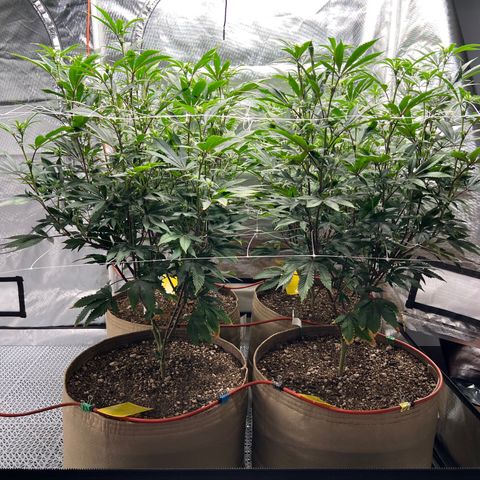 Mandarin Butter #1 growlog photo: After adding trellis net