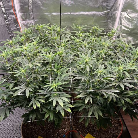 Mandarin Butter #1 growlog photo: After adding trellis net