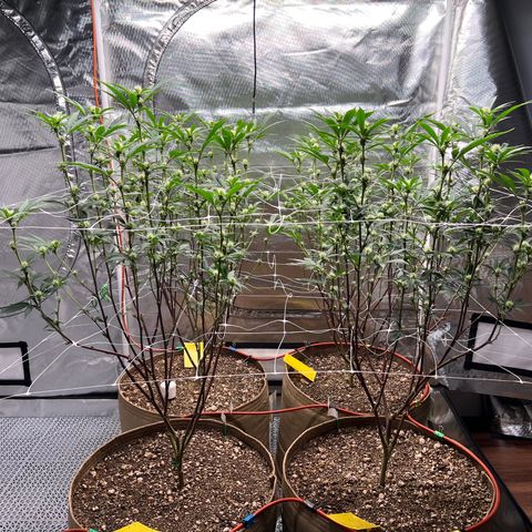 Mandarin Butter #1 growlog photo: After defoliating and pruning bottoms 