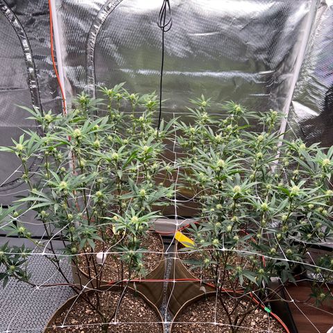 Mandarin Butter #1 growlog photo: After defoliating and pruning bottoms 