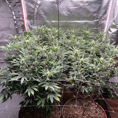 Mandarin Butter #1 growlog photo: After first plant was trimmed up