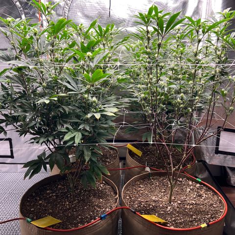 Mandarin Butter #1 growlog photo: After first plant was trimmed up