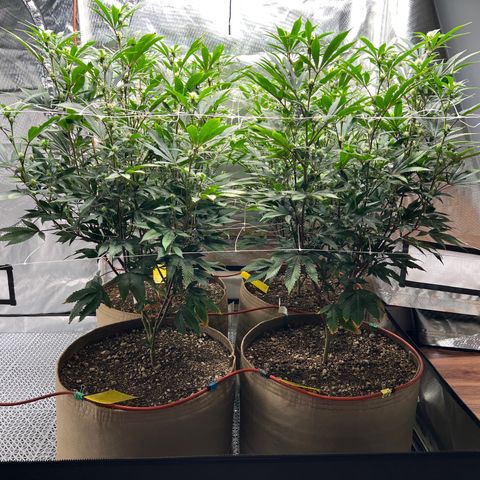 Mandarin Butter #1 growlog photo: Before trim