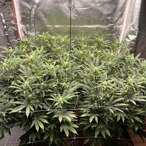 Mandarin Butter #1 growlog photo: Before trim