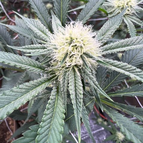Mandarin Butter #1 growlog photo: First signs of frost